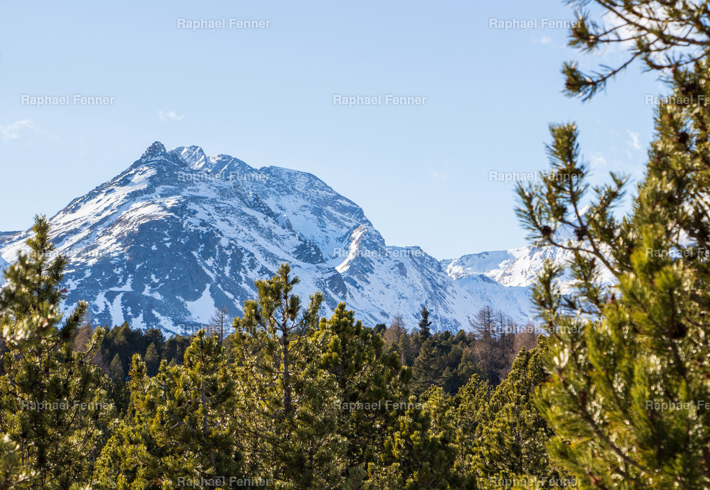 Winter in Maloja | Erlebe eindrucksvolle Landschaftsfotografie aus dem Engadin und darüber hinaus. Raphael Fenner bietet zudem professionelle Fotoaufträge für Hochzeiten, Porträts und Unternehmen. Jetzt entdecken und inspirieren lassen!