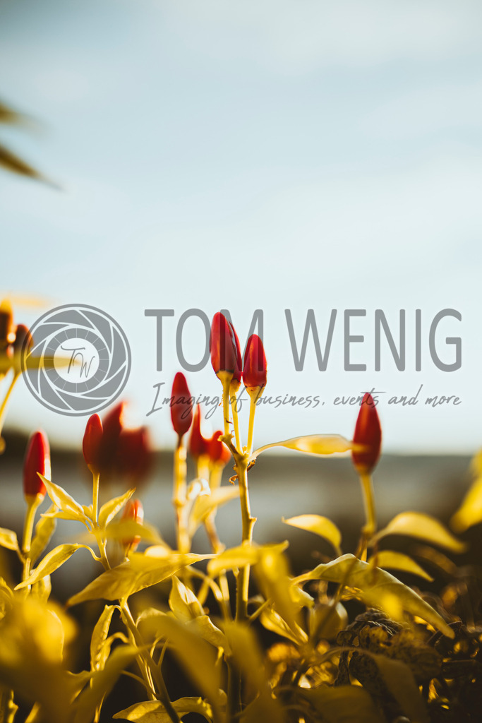 IMG_5088 | Hier findet ihr eure Fotografien und verschiedenste Motive zum Bestellen. - Realisiert mit Pictrs.com