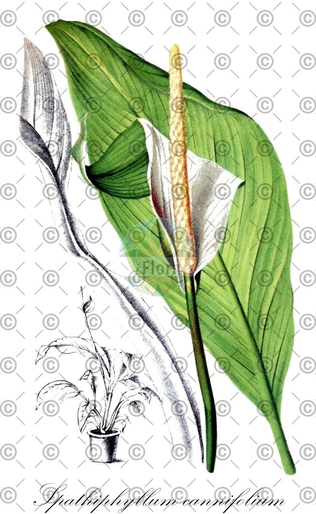 HistAbb_wfo-0000779723_2_ENZY_Simple | Historische Abbildung von Spathiphyllum cannifolium - Araceae | Historical Illustration of Spathiphyllum cannifolium - Araceae
