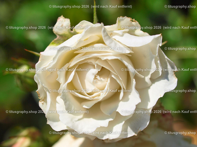 titusgraphy_P6130647-vz-ln | OLYMPUS DIGITAL CAMERA - Realisiert mit Pictrs.com