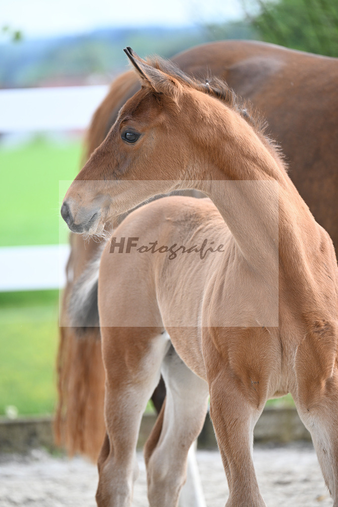 Kat-Nr. 21 HF Glamourdale x Brisbane_Tanner_23261753 | hf-fotografie - Realisiert mit Pictrs.com