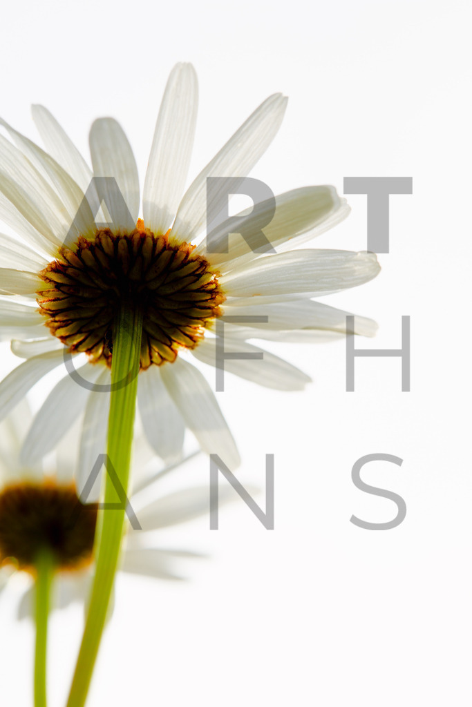 Ein Hans Fineart Original | Entdecke die Kunst von Hans Fineart - Fotografien für dein Zuhause. Verwandle deine Wände mit einzigartigen Kunstwerken und bringe die Schönheit der Welt in dein Leben. Bestelle jetzt und schaffe einen Ort der Inspiration und Eleganz.