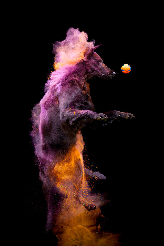 allesWIRTHgut Tierfotografie - 7IV05518-Verbessert-RR-Bearbeitet | Professionelle Tierfotografie in Mönchengladbach von Daniel Wirth (allesWIRTHgut). Liebevolle & natürliche Bilder von Hunden & Katzen für unvergessliche Erinnerungen.