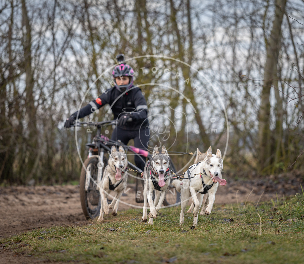 Pfotenfotografie_DV3A6077 | Hundefotografie, Tierfotograf, Pfotenfotografie, Fotoshooting Hund, Hunde Portrait, Hundesport, Hundeportraits, Heideshooting, Hunde, Sportfotograf, Hundefotograf, Turnierhundsport, THS,  - Realisiert mit Pictrs.com