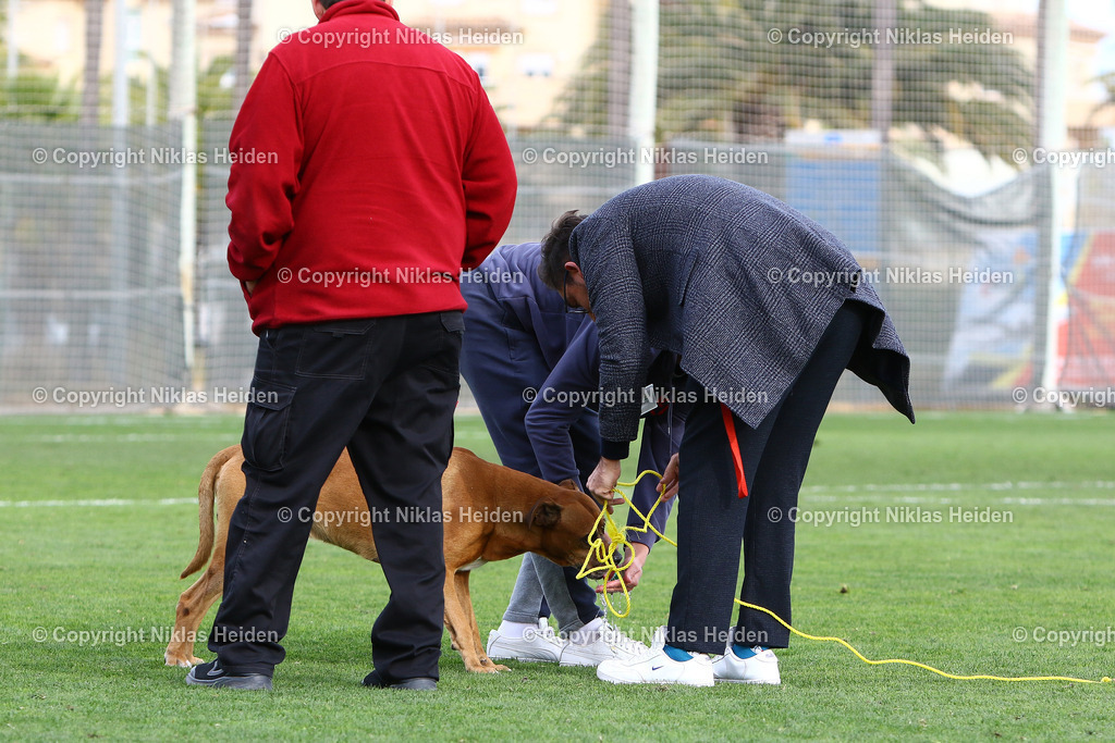 NH_HolsteinKiel_VVStTruiden_Testspiel_09012024 | Nach dem Spiel zwischen Holstein Kiel und dem VV St. Truiden wurde versucht der Hund einzufangen.

Testspiel I Trainingslager Spanien I 09.01.2024