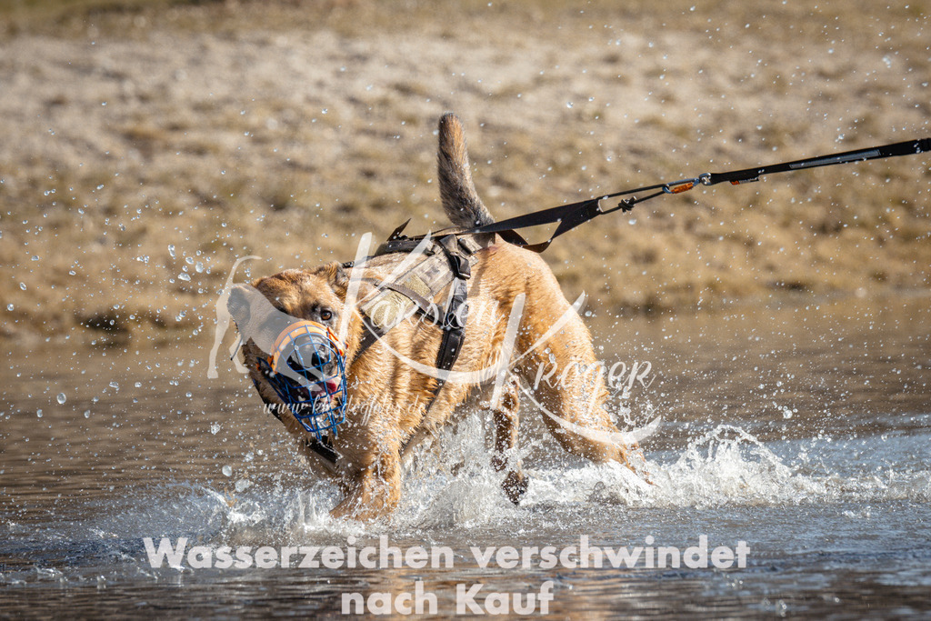 1116_ZZ93524 | kk-dogfotos