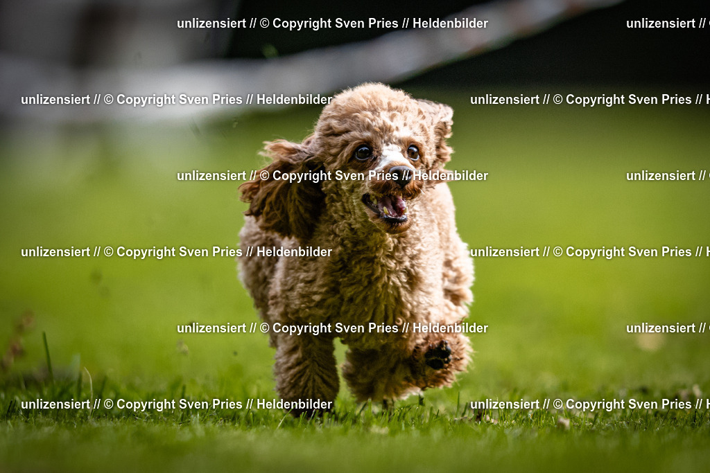 Sven Pries | 2025-10-03 - Hunderennen Obergrombach - Realisiert mit Pictrs.com
