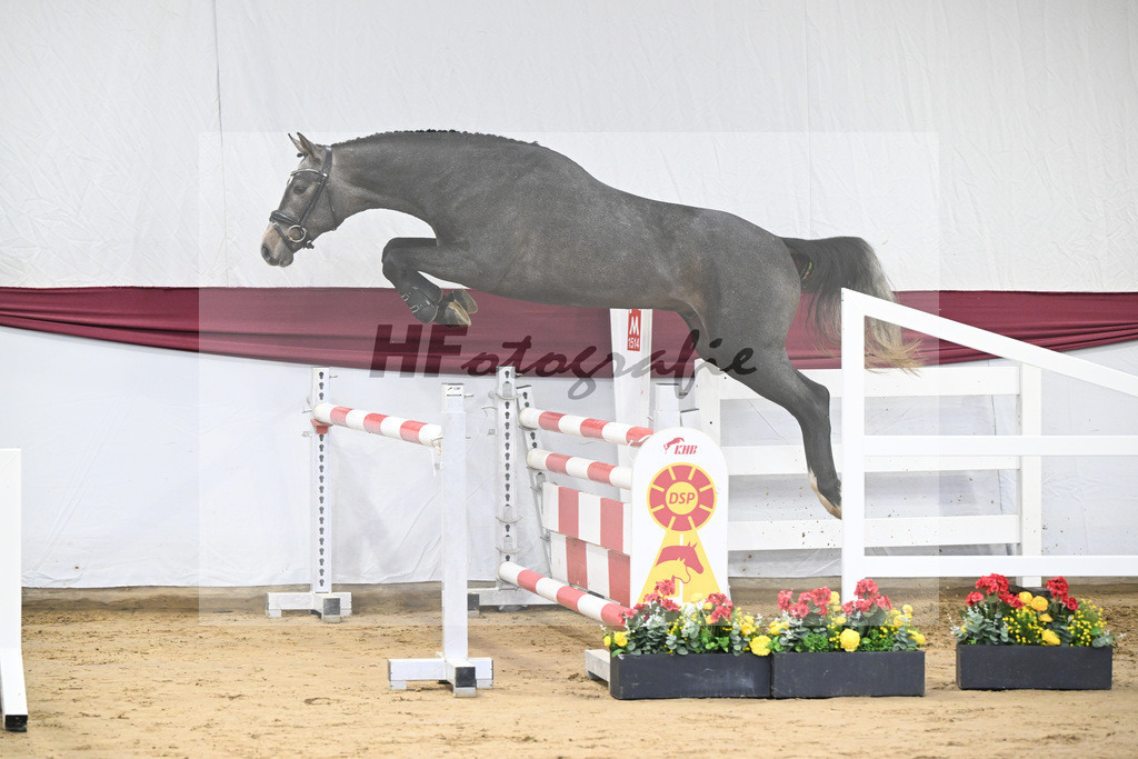 Kat-Nr. 2 Arezzo Man x Canoso_Pferdezucht Pech GbR 47250042 | hf-fotografie - Realisiert mit Pictrs.com