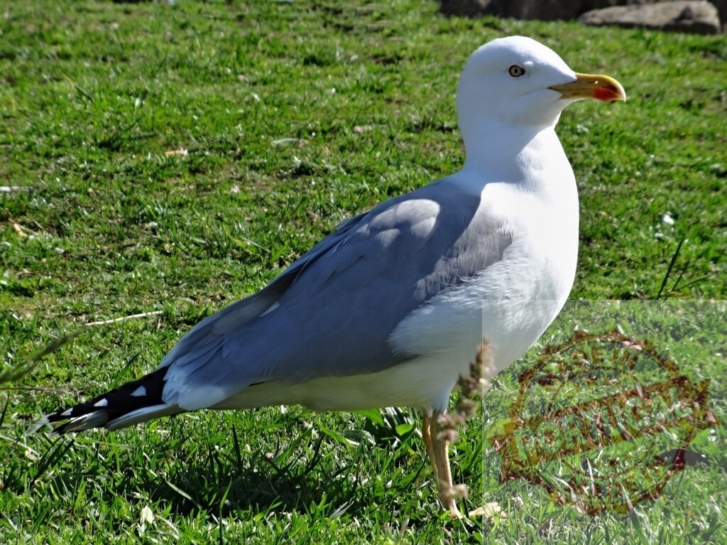 Seagull standing on green grass lawn | White and gray seagull standing in natural park environment with green grass - Realisiert mit Pictrs.com
