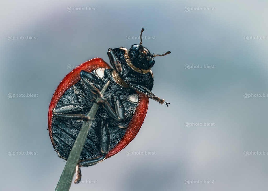 "Hallo!" | Ein Marienkäfer auf einem Grashalm. - Realisiert mit Pictrs.com