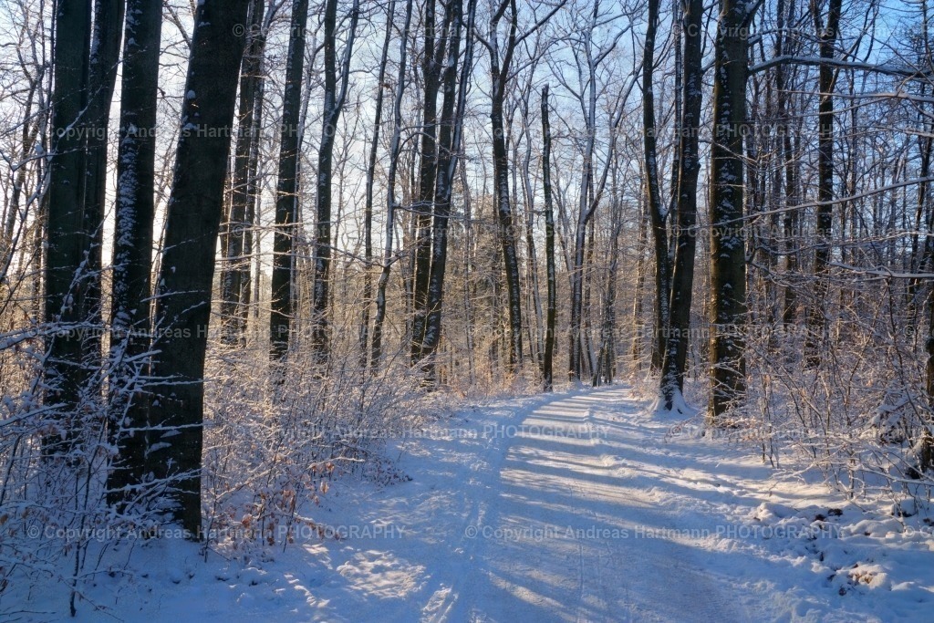 Winterimpressionen | Winterimpressionen Waldweg - Realisiert mit Pictrs.com