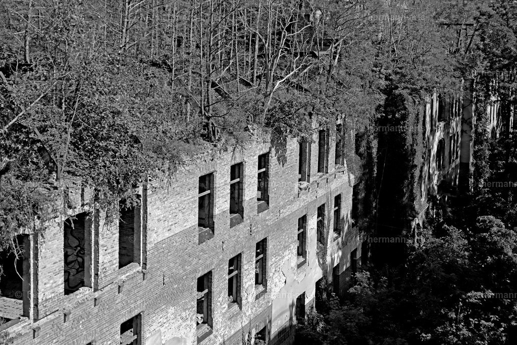 Trees_fine_Art_0010 | Photo Foto Kunst Art schwarzweiss Bilder Rheine Münster Berlin Blumen 