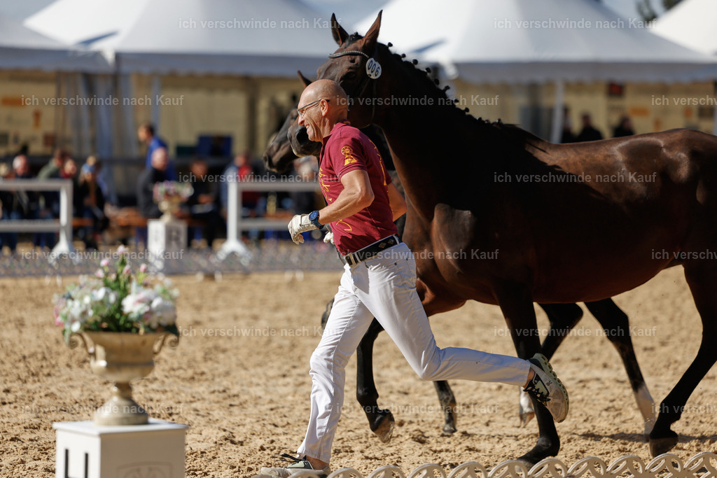 _AM19116 | working equitationturnier fotograf videograf stoibphotography marixx film working equitation deutschland reitsport turnierfotografie eventfotografie equestrian events