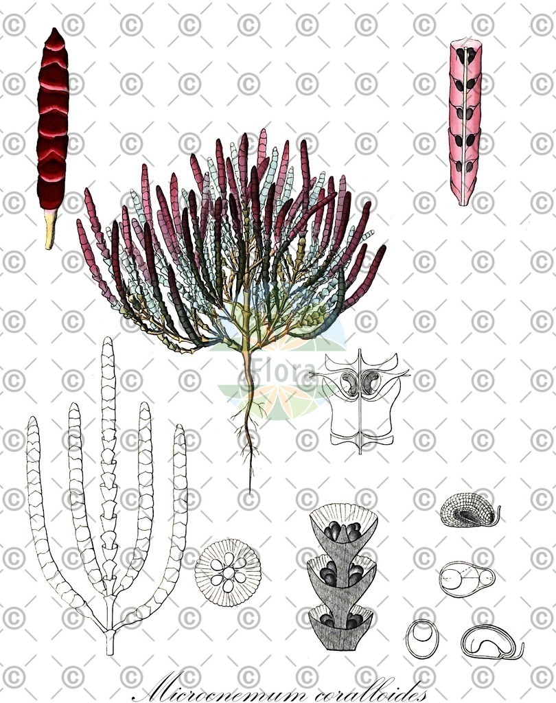 HistAbb_wfo-0000242999_2_ENZY_Simple | Historische Abbildung von Microcnemum coralloides - Amaranthaceae | Historical Illustration of Microcnemum coralloides - Amaranthaceae