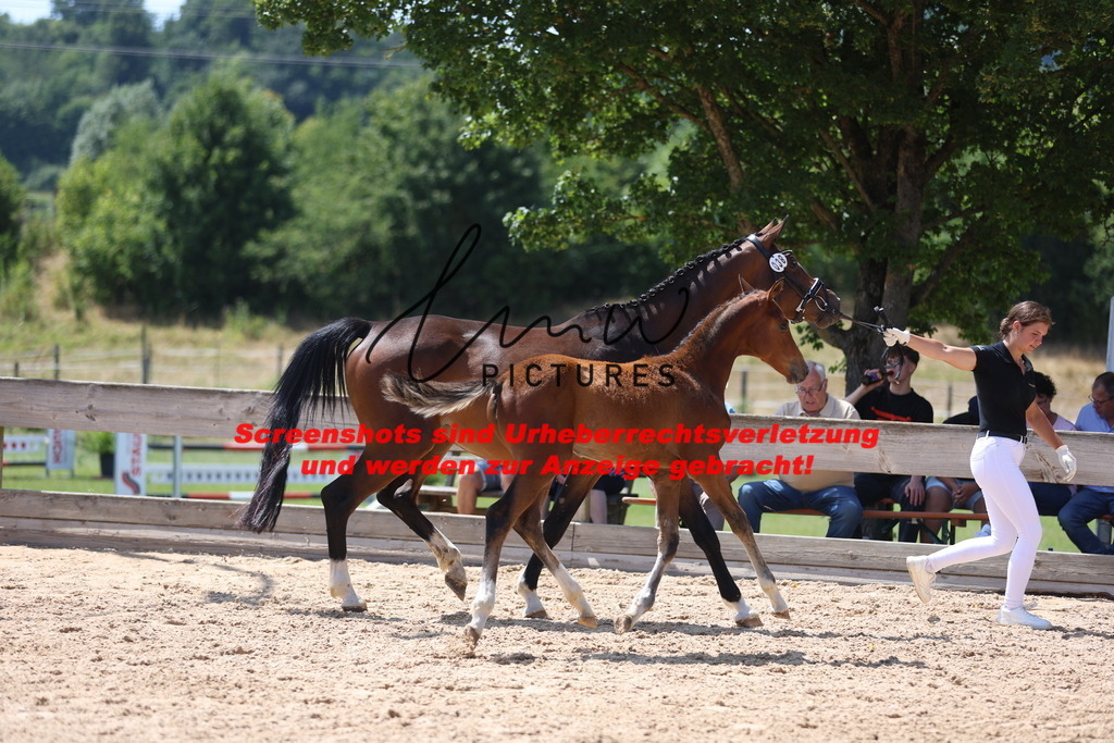 Fohlenschau_Schwäbisch_Hall_springbetonte_Fohlen_KN 38_1 | lmwpictures - Realisiert mit Pictrs.com