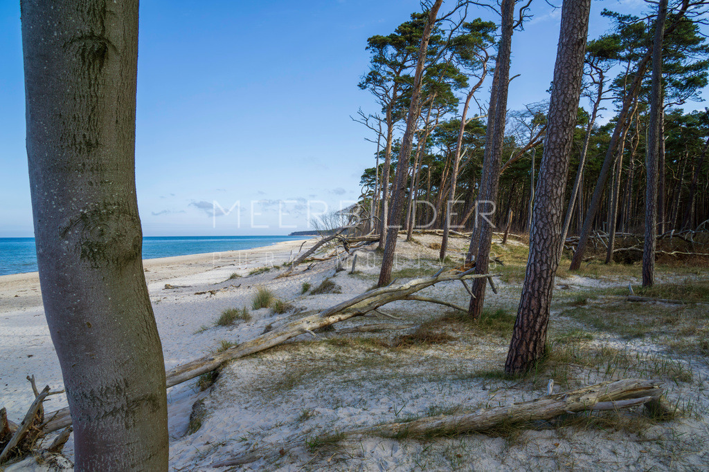 Weststrand Darß // Strandbilder | Blick aus dem Darßwald auf den Weststrand. Windstill, ruhig und kein Mensch weit und breit. Es ist noch früh, der Tag erwacht, im Hintergrund Vogelgezwitscher. Abgestorbene Bäume liegen entlang der Waldgrenze und den angrenzenden Dünen – Natur pur in ihrer ganzen Ursprünglichkeit! 