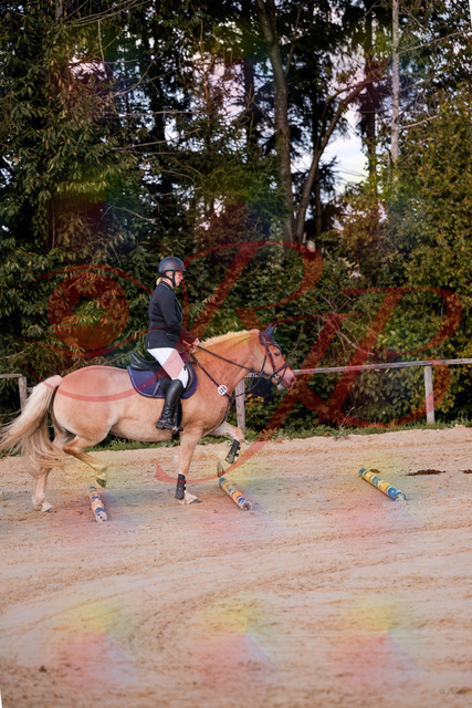 2026_10_03_Siefer-Hof_145226_Z81_31365213 | Professionelle Reitsport-, Turnier- und Eventfotografie von Robert Broda. Galerien mit ausgewählten und bearbeiteten Bildern direkt online ansehen und bestellen.