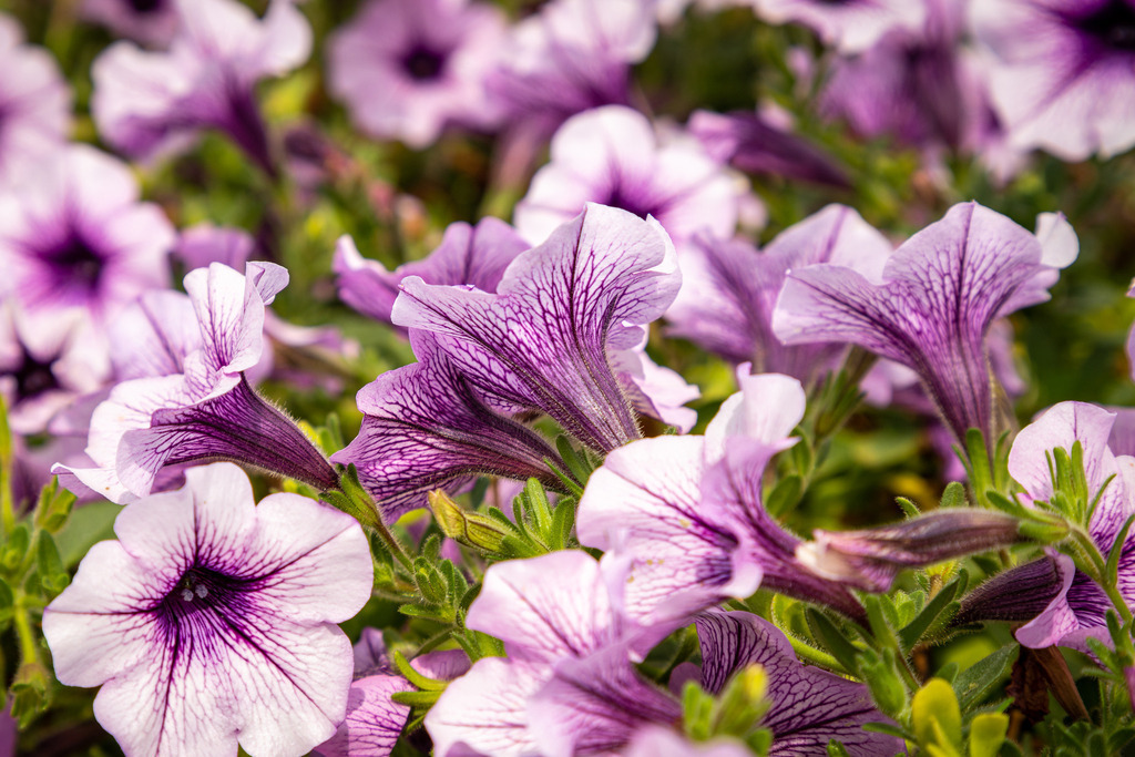 Petunien | fotografie-bernd-pfalzgraf - Realisiert mit Pictrs.com