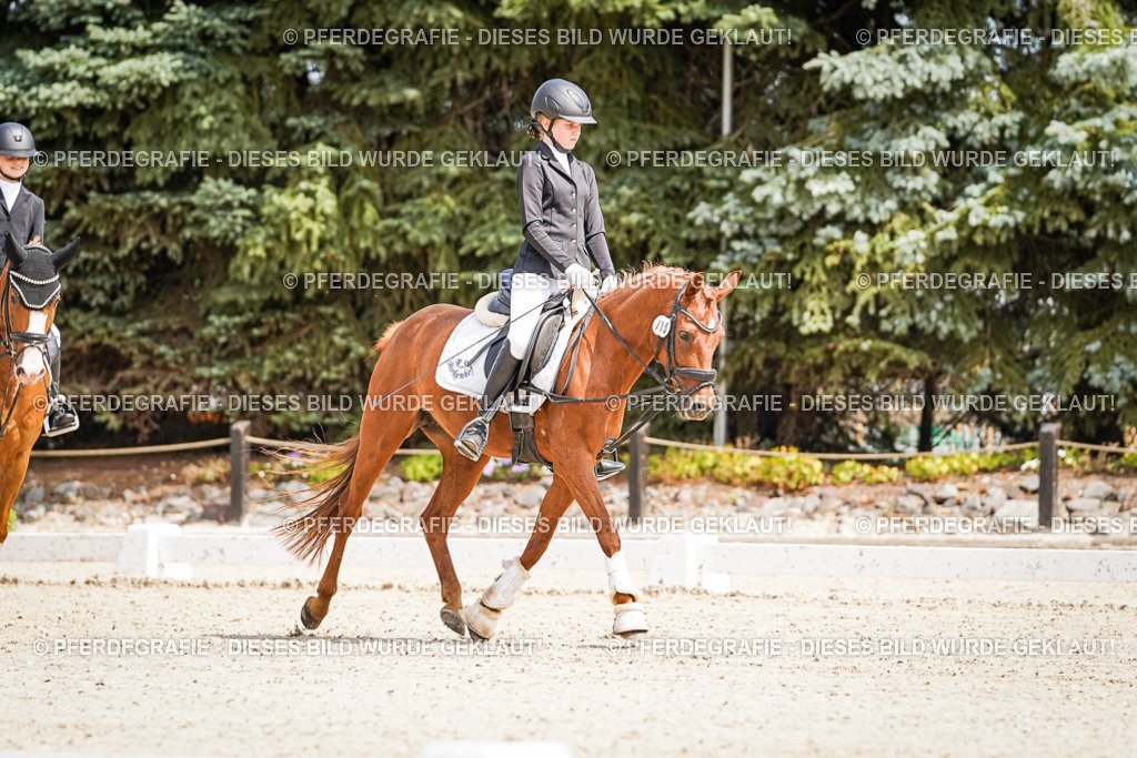 DSC02468 | Pferdegrafie