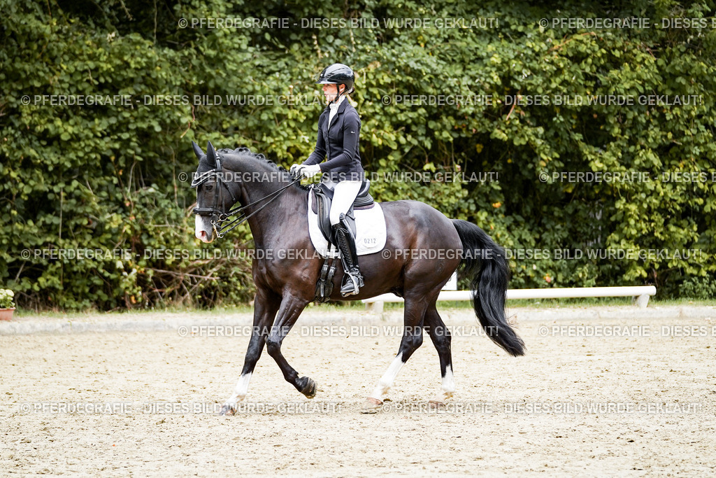 DSC05983 | Pferdegrafie