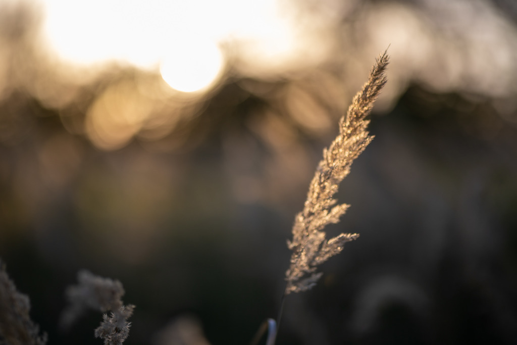 IMG_4780 | ehrlichefotos - Realisiert mit Pictrs.com