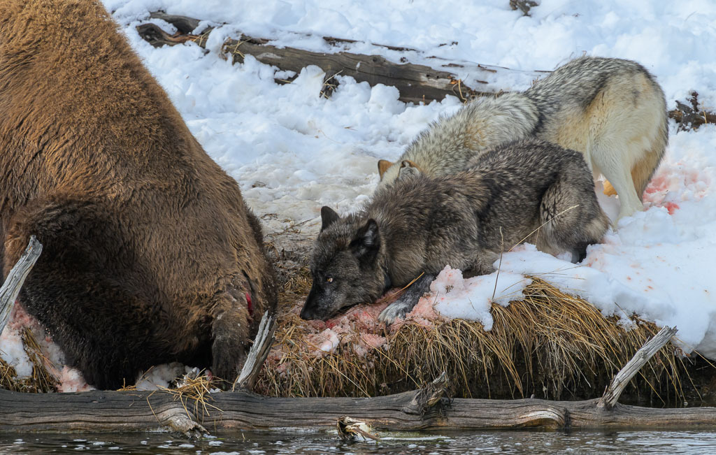 2024-334 | Dramatische Begegnung: Bison und Wölfe am Firehole River. - Realisiert mit Pictrs.com