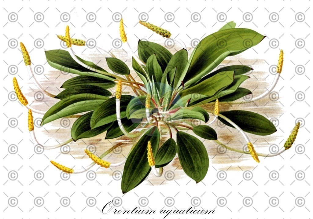 HistAbb_wfo-0000385606_1_ENZY_Simple | Historische Abbildung von Orontium aquaticum - Araceae (Goldkolben) | Historical Illustration of Orontium aquaticum - Araceae