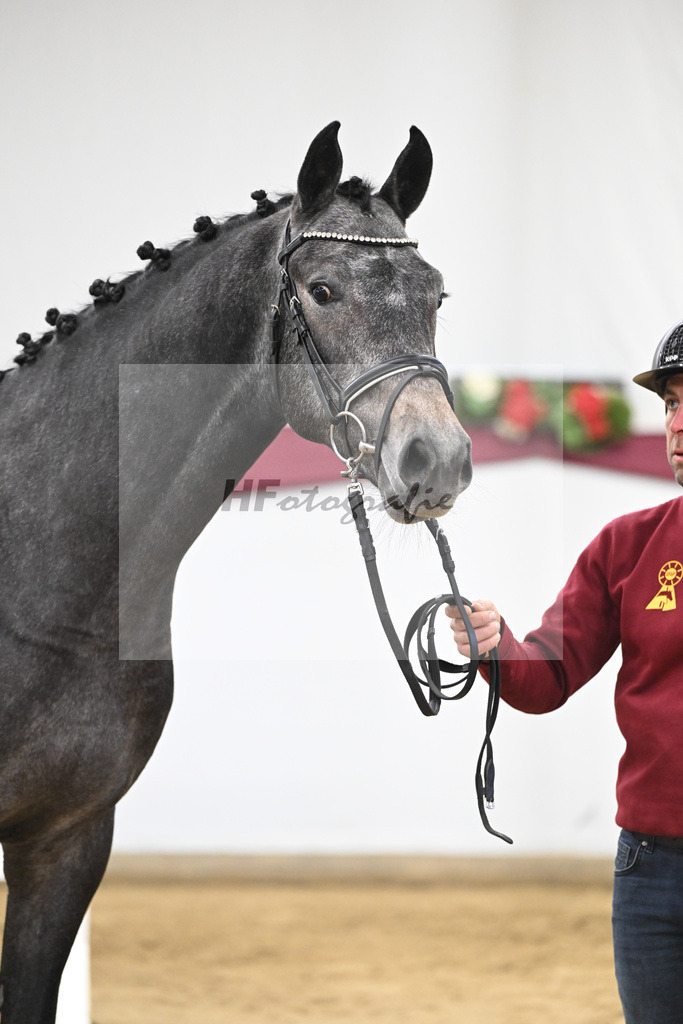 Kat-Nr. 9 Charthago Blue x C-Indoctro_ECS Livestock BV_47253315 | hf-fotografie - Realisiert mit Pictrs.com