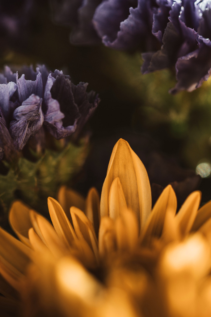 Makro_Nov_2023_22 | Du suchst natürliche und atmosphärische Prints oder Leinwanddrucke? In diesem Shop gibt es alles, nur kein Mainstream. - Realisiert mit Pictrs.com