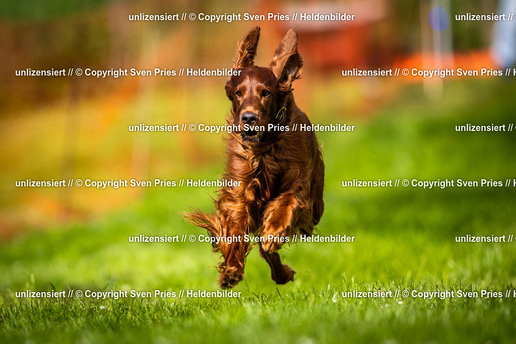 Sven Pries | 2025-04-13 - Hunderennen Baden-Baden - Realisiert mit Pictrs.com