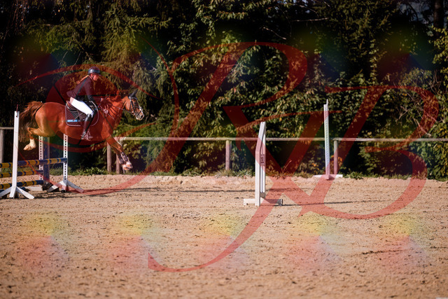 2026_10_03_Siefer-Hof_155823_Z81_78341900 | Professionelle Reitsport-, Turnier- und Eventfotografie von Robert Broda. Galerien mit ausgewählten und bearbeiteten Bildern direkt online ansehen und bestellen.