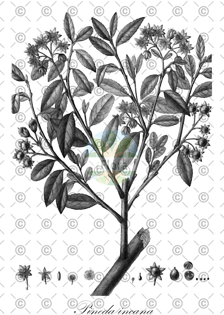 HistAbb_wfo-0000273871_1_ENZY_Simple | Historische Abbildung von Pineda incana - Salicaceae | Historical Illustration of Pineda incana - Salicaceae