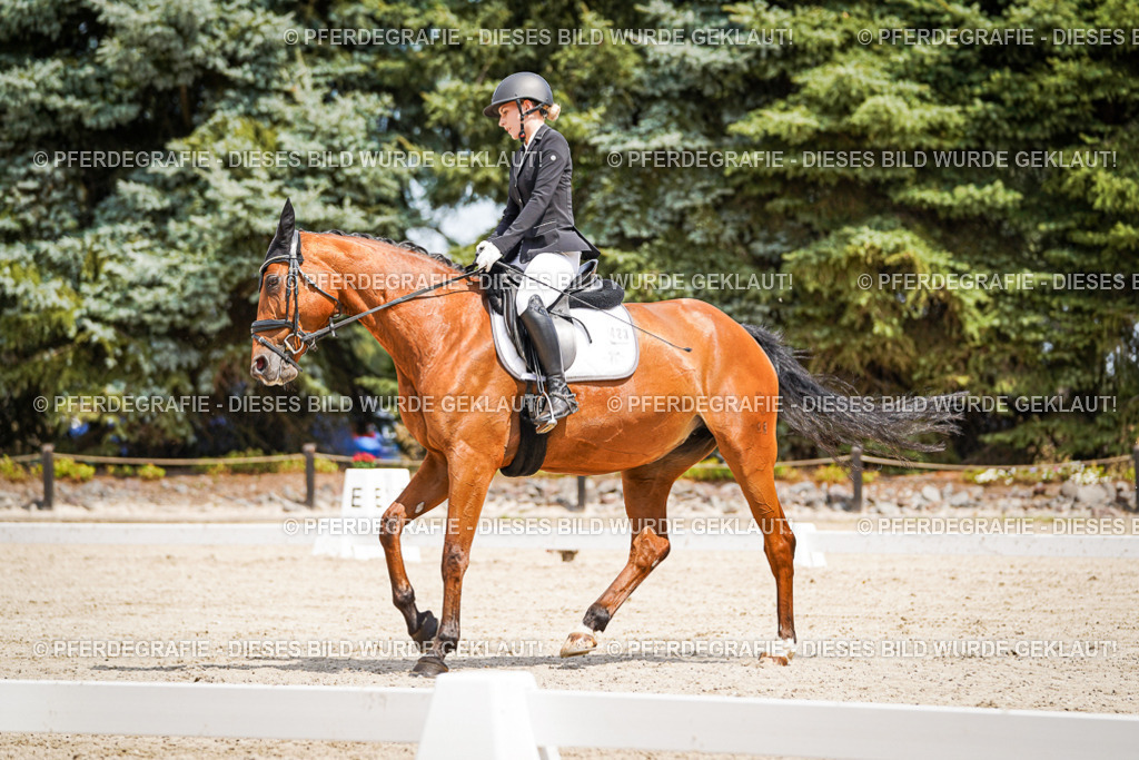 DSC03349 | Pferdegrafie