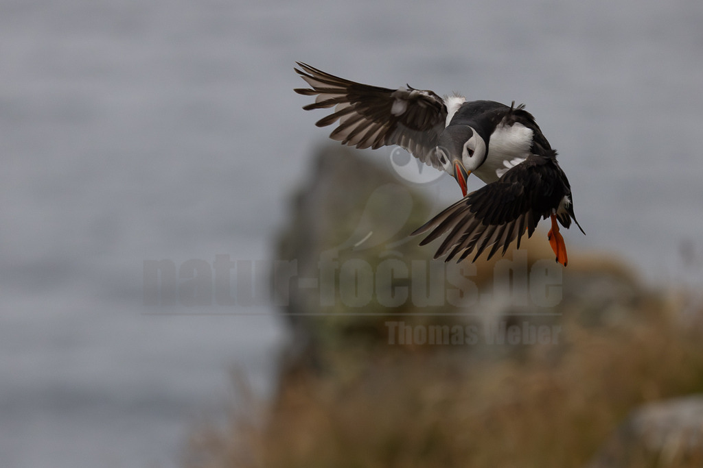 R5NF0760-20230719 | Das Bild zeigt einen Papageitaucher (Fratercula arctica) im Flug. Der Vogel hat seine Flügel ausgebreitet und scheint im Begriff zu sein, zu landen oder eine Kurve zu fliegen. Sein charakteristischer orangefarbener Schnabel und die Füße sind gut sichtbar. Es sind keine Interaktionen mit anderen Tieren oder Menschen erkennbar. - Realisiert mit Pictrs.com