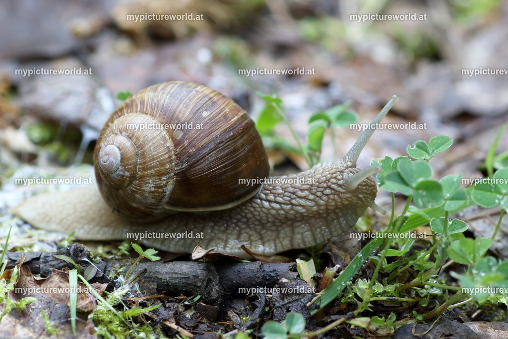 Weinbergschnecke-050 | Das Bilderarchiv über Tiere, Planzen und Landschaften. In der Bilddatenbank finden Sie ein große Auswahl an hochwertigen Bilder für Ihre Werbung - Realisiert mit Pictrs.com