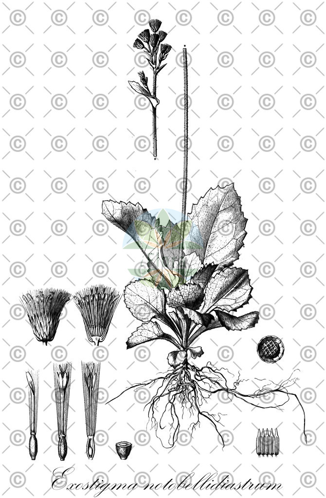 HistAbb_wfo-0000684512_1_ENZY_Simple | Historische Abbildung von Exostigma notobellidiastrum - Asteraceae | Historical Illustration of Exostigma notobellidiastrum - Asteraceae