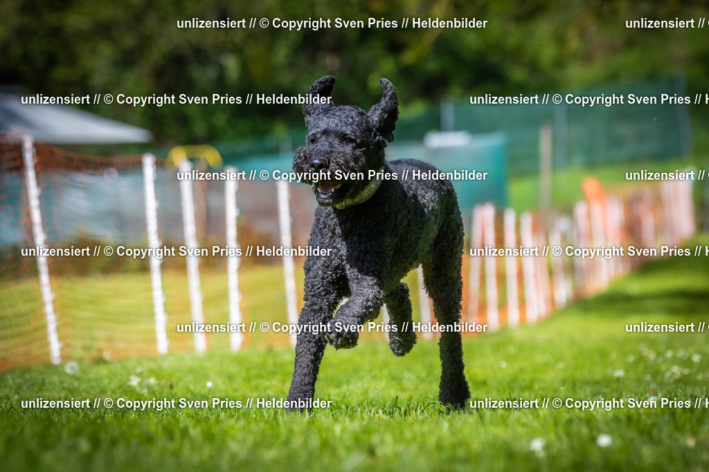 Hunderennen_April_2026_692 | 2026-04-26 - Hunderennen Baden-Oos April 2026 - Realisiert mit Pictrs.com