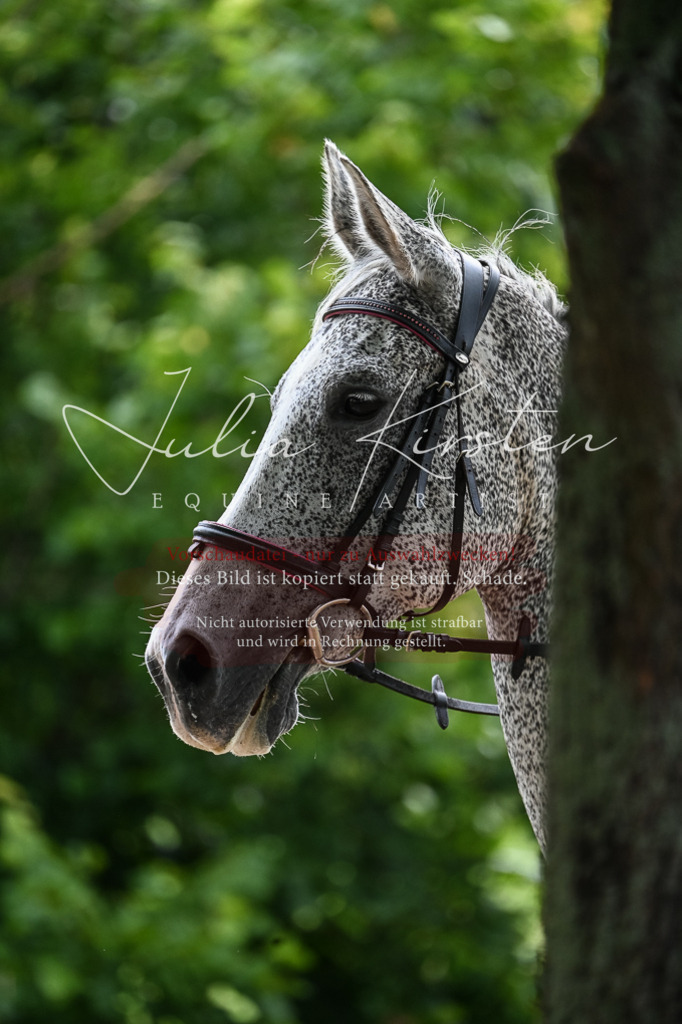 DSC_8360 | Pferde- und Turnierfotografie in Westsachsen. Pferdeportraits, Auftragszeichnungen und intuitive Kunst.