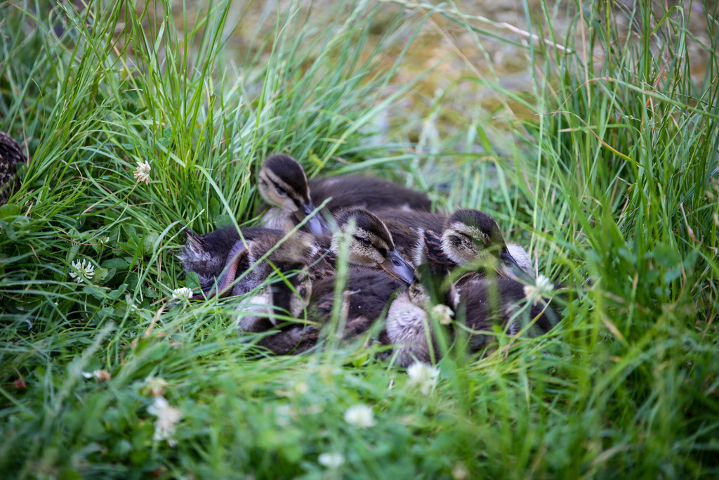 20250621-AW_L0477 | AUSTRIA, 21.06.2025, Forchtenstein, 5k Herbalife Cometogether, Photo: WAPICS / Andreas Willdoner