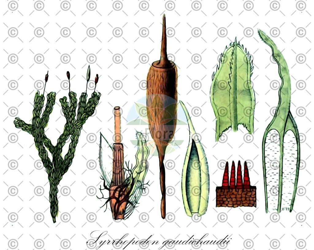 Histabb_WFO_wfo-0000318267_SRC_Koehler_1887_SIMPLE | Historische Abbildung von Syrrhopodon gaudichaudii - Calymperaceae | Historical Illustration of Syrrhopodon gaudichaudii - Calymperaceae
