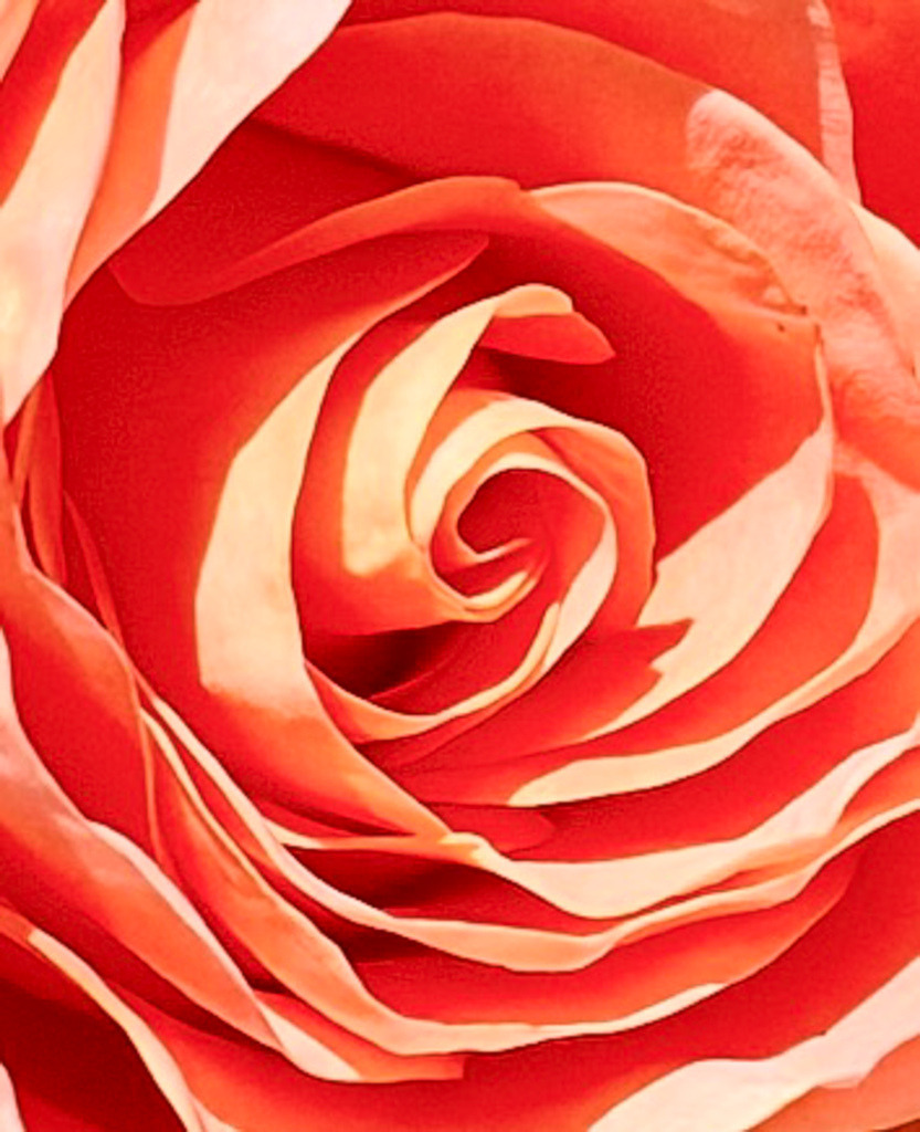 Florale Spirale – Elegantes Makro-Wandbild einer Rose | Die Perfektion der Natur im extremen Nahfokus. Diese meisterhafte Makroaufnahme fängt das schneckenförmige Zentrum einer blühenden Rose in vollendeter Schärfe ein. Die elegant geschwungenen Linien und die sanften, warmen Korallentöne verschwimmen zu einer zeitlosen, fast abstrakten Komposition. Ein edler und beruhigender Blickfang für moderne Schlafzimmer, Wohnräume oder Wellnessbereiche. Empfohlen als Großformat auf Acrylglas für maximale Farbtiefe. - Realisiert mit Pictrs.com