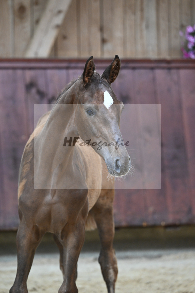 Kat-Nr. 20 SF DSP Floricello_Fischer_26230142 | hf-fotografie - Realizzato con Pictrs.com