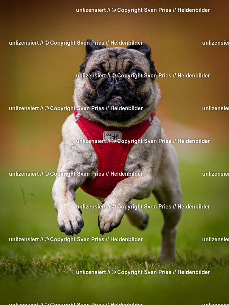 Sven Pries | 2024-09-22 - Hunderennen Baden-BadenPudelverein - Realisiert mit Pictrs.com