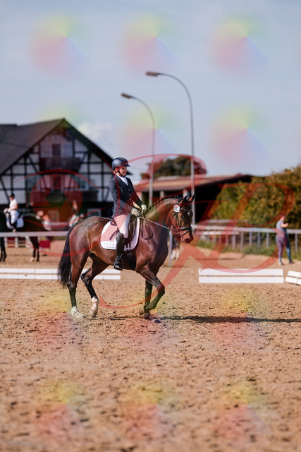 2026_10_03_Siefer-Hof_125732_Z81_45896730 | Professionelle Reitsport-, Turnier- und Eventfotografie von Robert Broda. Galerien mit ausgewählten und bearbeiteten Bildern direkt online ansehen und bestellen.