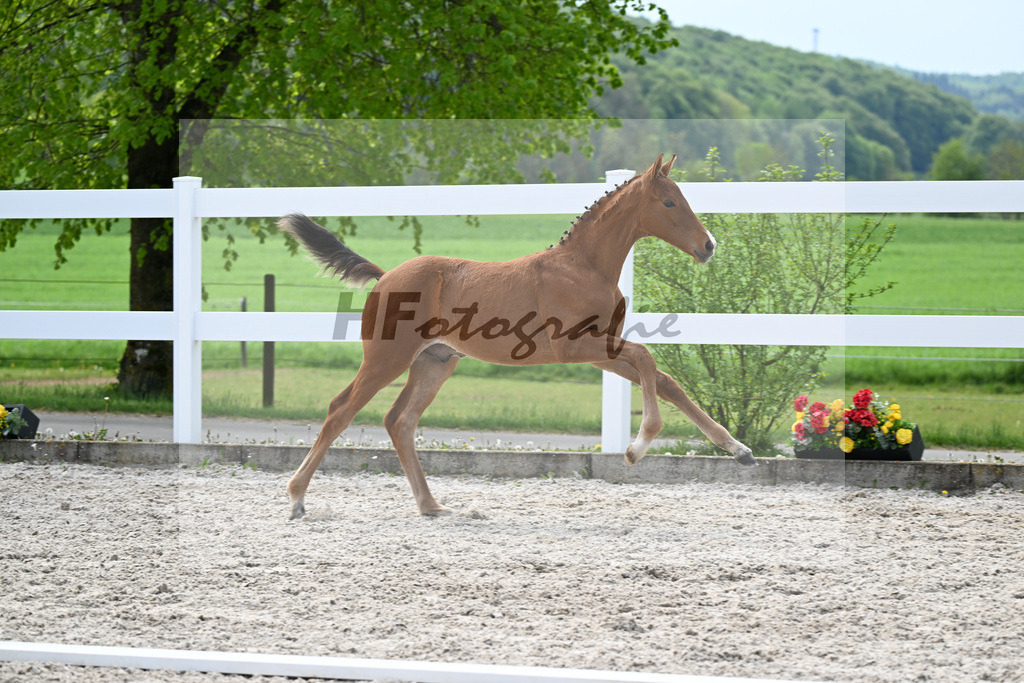 Kat-Nr. 15 HF La Vie x Pagalli_Haefele_23260456 | hf-fotografie - Realisiert mit Pictrs.com