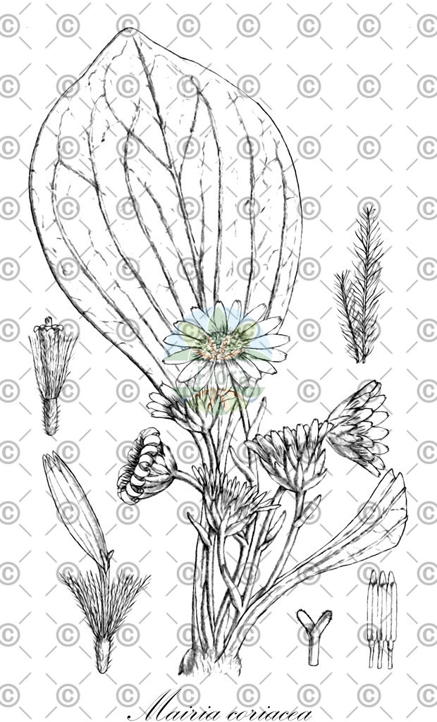 HistAbb_wfo-0001428250_1_ENZY_Simple | Historische Abbildung von Mairia coriacea - Asteraceae | Historical Illustration of Mairia coriacea - Asteraceae