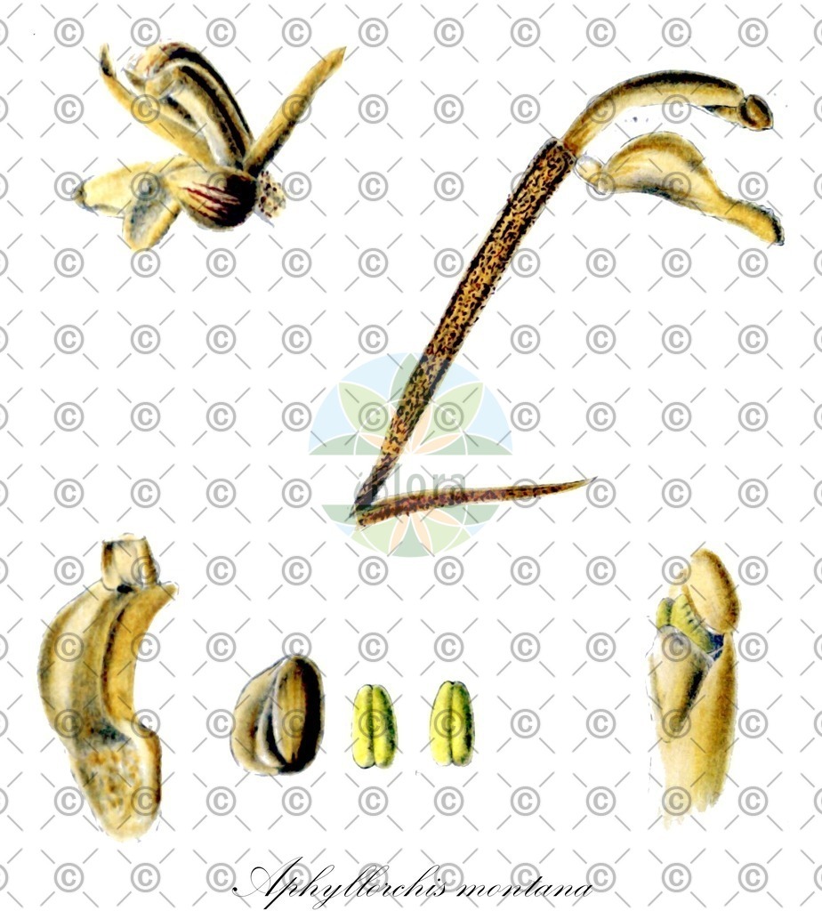 HistAbb_wfo-0000540445_1_ENZY_Simple | Historische Abbildung von Aphyllorchis montana - Orchidaceae | Historical Illustration of Aphyllorchis montana - Orchidaceae