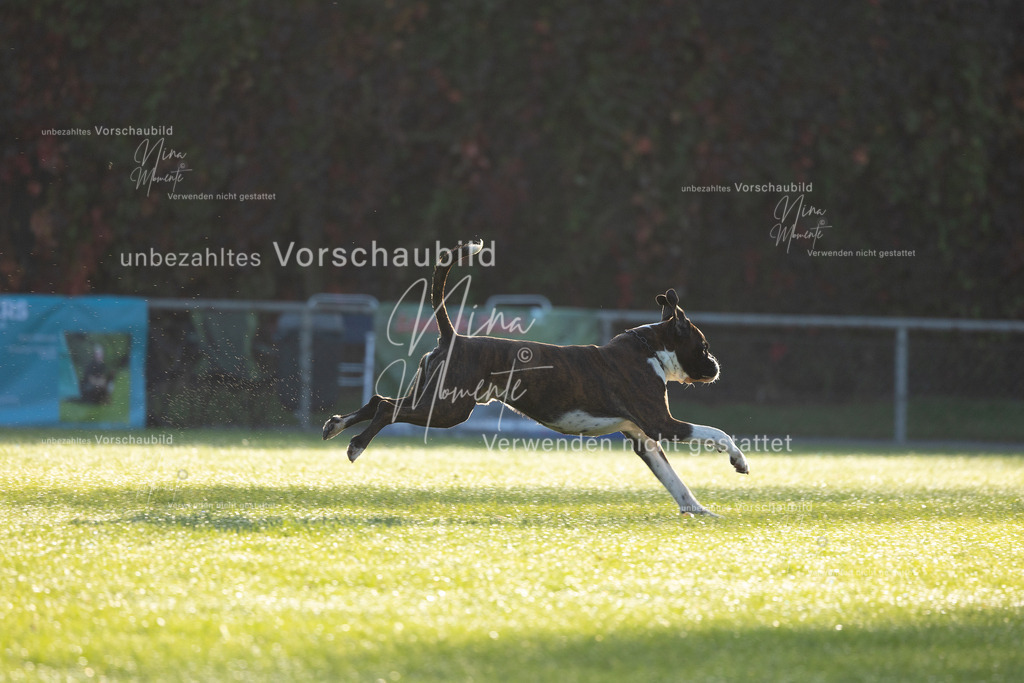 _16A6091 | Einzigartige Fotos von Hunden & Menschen –Actionfotos, Portraits, Vereinsaufnahmen & Paarshootings – authentisch, lebendig & mit Herz.