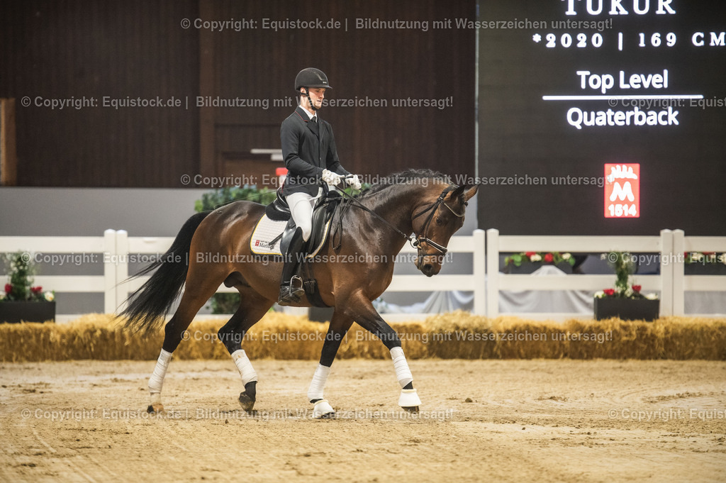 20240302_Hengstvorstellung_Marbach_TOMsPiC_0122 | equistock