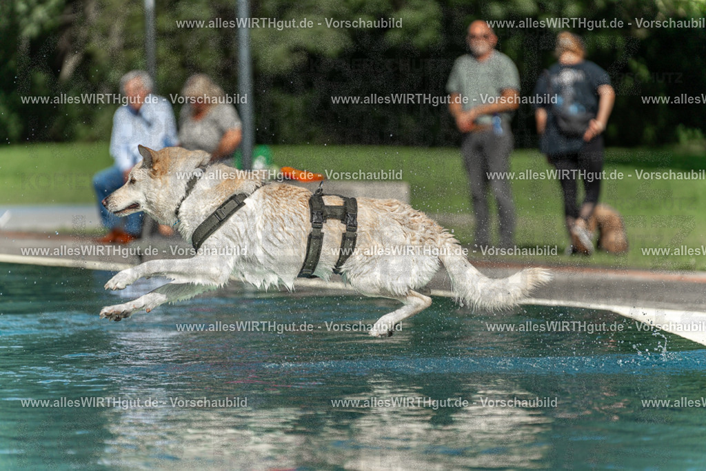 Hundeschwimmen_Volksbad_2026-allesWIRTHgut_Tierfotografie-2609061547-7R501867 | Professionelle Tierfotografie in Mönchengladbach von Daniel Wirth (allesWIRTHgut). Liebevolle & natürliche Bilder von Hunden & Katzen für unvergessliche Erinnerungen.